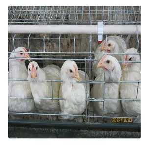 Jaulas de huevos de gallina, gallinas ponedoras en nigeria, las más vendidas