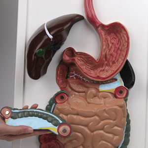Modèle d'anatomie du système digestif humain, aide pédagogique pour les élèves du collège et du lycée, modèle tridimensionnel - Product Image 1