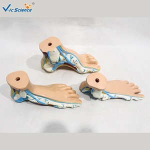 Modèle anatomique <span class=keywords><strong>de</strong></span> pied plat normal, lot <span class=keywords><strong>de</strong></span> 3, taille réelle, pour l'enseignement <span class=keywords><strong>de</strong></span> la pathologie <span class=keywords><strong>de</strong></span> la voûte plantaire, CE/ISO/ROHS/CNAS - Product Image 2