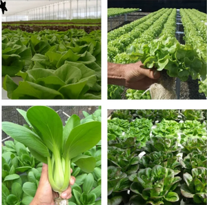 NFT水耕栽培システム葉野菜NFT水耕チャネルスクエアチューブ - Product Image 5