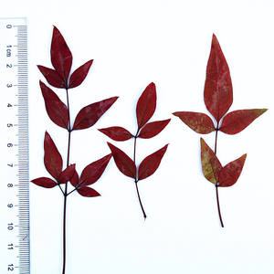 <span class=keywords><strong>Nandina</strong></span> Domestica hojas con ramas suministros para hacer tarjetas joyería de resina planta Natural <span class=keywords><strong>flor</strong></span> prensada Real DIY - Product Image 5