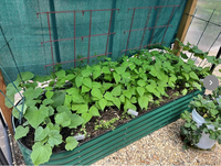 Kit en acier de lits de jardin surélevés galvanisés rectangulaires pour patio de légumes, de fleurs et d'herbes aromatiques