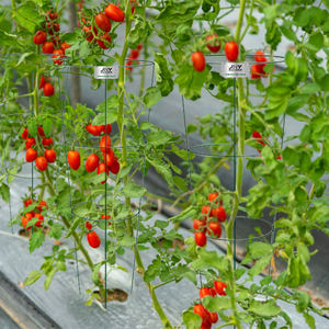 برج طماطم مربع أخضر بولي كلوريد الفينيل مغطى بالفولاذ اقفاص طماطم لتسلق الخضروات - Product Image 6