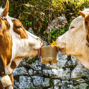 Pakan hewan mineral lick salt block lick bata untuk ternak & Domba Kambing - Product Image 3