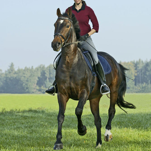 Calzoni <span class=keywords><strong>da</strong></span> competizione per sedili completi collant <span class=keywords><strong>da</strong></span> <span class=keywords><strong>equitazione</strong></span> con stampa in Silicone <span class=keywords><strong>pantaloni</strong></span> equestri con tasche per cintura Leggings <span class=keywords><strong>da</strong></span> donna - Product Image 5