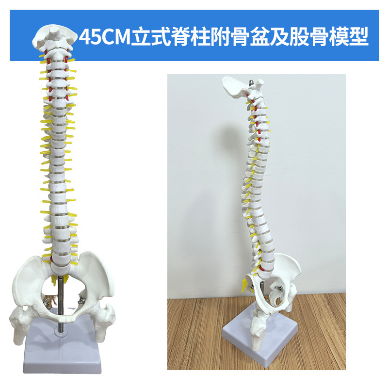 Columna vertebral vertical de 45 cm unida a la pelvis y al fémur.