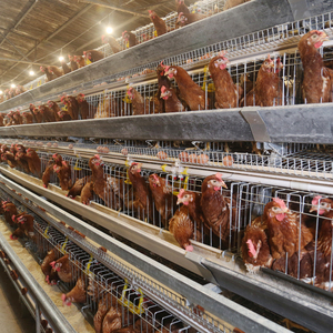 <strong>Chicken</strong> Cage for Layers Poultry Farming <strong>Egg</strong> <strong>Chicken</strong> Cage <strong>Egg</strong> Layer <strong>Chicken</strong> Cage - Product Image 4