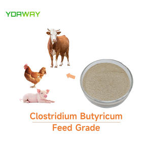 Clostridium Butyricum Probiotika für Geflügelfutter Verbesserung der Darmgesundheit bei Tieren Buttersäure-Probiotikum - Product Image 3