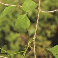 Fibrilia Mesh Treillis Filet Support Plantes Corde Plante Stand Treillis Jute Chanvre Net, Filet De Jute