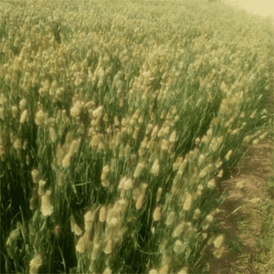 Un paquet de 50 queues de lapin <span class=keywords><strong>séchées</strong></span>, tiges de <span class=keywords><strong>fleurs</strong></span> Lagurus Ovatus Home Decoration <span class=keywords><strong>Bouquet</strong></span> de <span class=keywords><strong>fleurs</strong></span> <span class=keywords><strong>séchées</strong></span> pour les mariages - Product Image 4