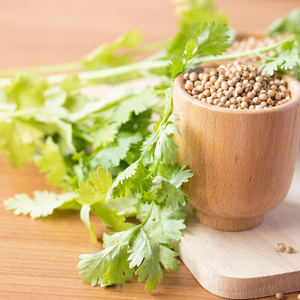Semillas de Cilantro Indio Frescas de Temporada, Calidad Premium para Comercio al por Mayor, 100% Naturales de Gujarat, 12 Meses de Vida Útil - Product Image 1