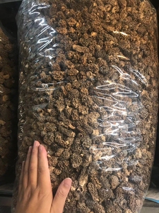 Morchelle Marroni Commestibili Essiccate Naturali 3-5cm Intere dalla Cina Bozhou 1KG per Alimenti - Product Image 5