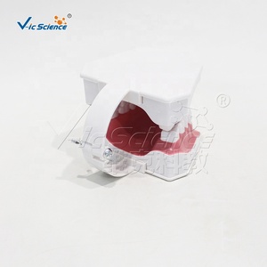 Modèle de démonstration de brossage dentaire <span class=keywords><strong>humain</strong></span> 2X agrandi, modèle de prothèse standard pour l'équipement pédagogique scolaire en matière buccale CE ISO RoHS - Product Image 3