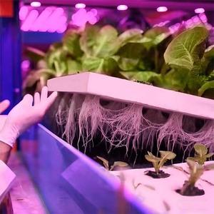 Smart Automated Container Farm with <b>LED</b> <b>Lighting</b> NFT Hydroponics Climate Control for Year-<b>Round</b> High-Yield Lettuce & Leafy Green - Product Image 3