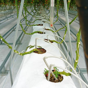 Striscia <span class=keywords><strong>di</strong></span> coltivazione all'ingrosso che coltiva pomodoro fragola vegetale fiore <span class=keywords><strong>di</strong></span> frutta substrato nutriente coco <span class=keywords><strong>torba</strong></span> sacchetto - Product Image 4