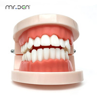 Modelo de Tipodonto Dental Estándar Mr.Den para Enseñanza y Práctica |   Modelo de Demostración de Dientes Removibles