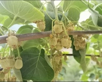 Pollen de fleurs de kiwi pour mâles, pureté 95%, produit phare de l'usine |   Qualité supérieure 10g/sac pour la pollinisation des arbres fruitiers