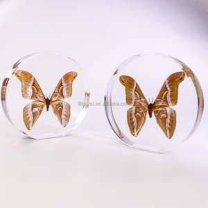 Harz-Schmetterling Taxidermie Harz-Tiere Harz für Kunsthandwerk <span class=keywords><strong>Samia</strong></span> Wangi Echter Schmetterling Insekt Handgefertigte Kunstwerke - Product Image 3