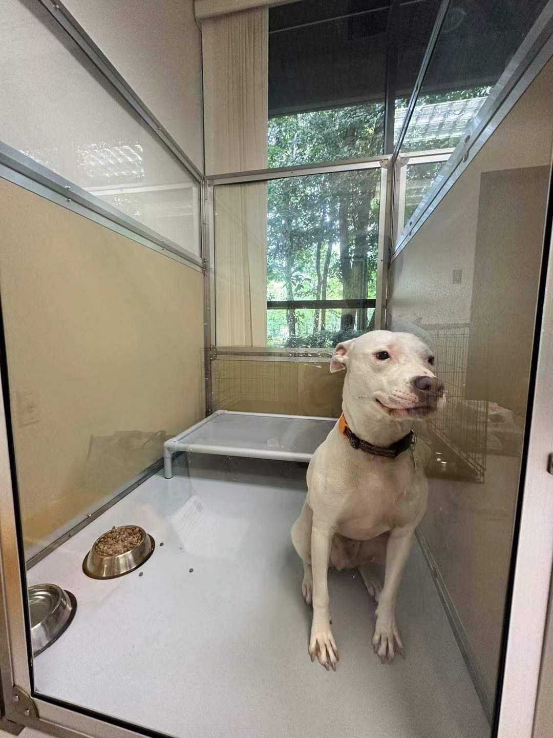 Grooming Salon Kennelgate Grooming AEOLUS Tempered Glass Stainless