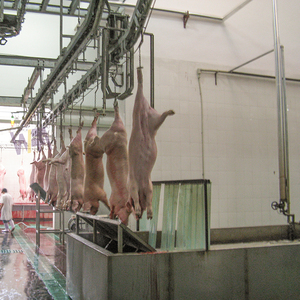 Attrezzatura Moderna per Macellazione di Suini a Buon Prezzo, Linea di Lavorazione Carne Suina per Taglio e Macellazione - Product Image 2