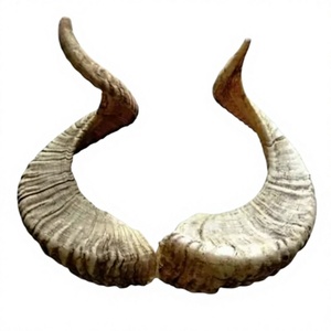 Corne de mouton véritable de haute qualité, écologique, marque FAIZA CRAFT, design personnalisable, achat direct, grossiste Uttar Pradesh, livraison à domicile - Product Image 1