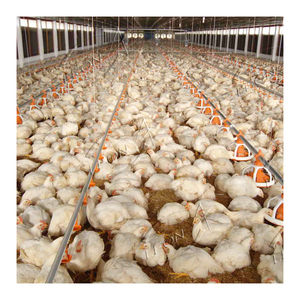 Pluma de pollo automática completa de alta calidad, equipo de granja, casa avícola para pollo 5000 - Product Image 1