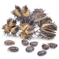 Huile de ricin noire jamaïcaine en marque propre, naturelle et biologique pour la croissance des cheveux - 100% pure, pressée à froid, non raffinée, sans hexane |   500 ml