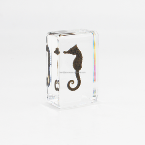 Campioni di Insetti in Resina, Cavalluccio Marino, Campioni Animali, Blocco di Cavalluccio Marino, Artigianato in Resina, Decorazione Natalizia - Product Image 4