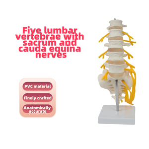 Modelo de Columna Vertebral de PVC de Alta Calidad con 5 Vértebras, Sacro, Nervios Caudales y Modelo Esquelético para Educación Médica, Hospitales y Uso Médico - Product Image 2