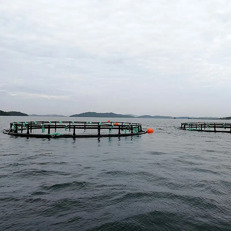 Hot-Sale Tilapia Small-Scale Steel Pipe PE Drum Floating Fish Farming Cage in Lake River Water Near Shore