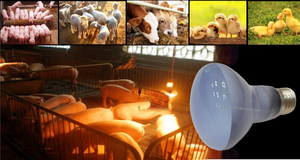 Factory Price 50W &amp; 60W Glass Heat <strong>Lamp</strong> Bulb R63 R80 R95 E27 B22 <strong>Halogen</strong> Spot Light for Lizards Reptile <strong>Lamp</strong> - Product Image 6