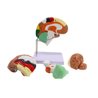 Modello anatomico del cervello umano staccabile, modello delle regioni del cervello codificate a colori e dei vasi sanguigni cerebrali per l'insegnamento della neurologia medica