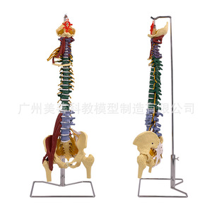 Modèle de colonne vertébrale coloré pour adultes de 80 cm avec muscles, échelle 1:1, colonne vertébrale humaine, cervicale, thoracique, coccyx et bassin - Product Image 3
