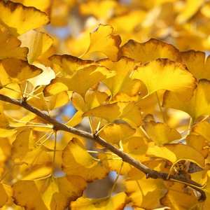 Натуральные флавоноиды, экстракты гинкго билоба, многофункциональный напиток для здоровья, гинкго билоба - Product Image 4