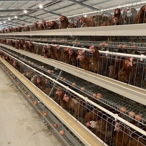 Jaula para Gallinas Ponedoras de 5000 Aves, Diseño Automático para Granjas Avícolas en África, <span class=keywords><strong>Precio</strong></span> de Fábrica - Product Image 2