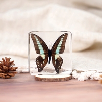 Papillon en résine véritable, presse-papier, insecte, livre, spécimen d'insecte en ambre véritable, artisanat, ornements, objets de collection