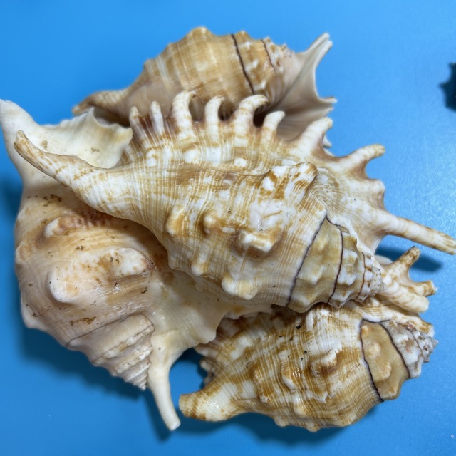 Natural Conch Shells Pound Ocean Breeze Style China Cleaning Polished Medium/Large Aquarium Fish Tank Crafts Travel Souvenirs