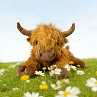 Peluche de vache des Highlands écossaise en coton PP de haute qualité, super douce et longue, le cadeau personnalisé idéal