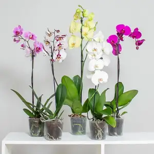 Hot Selling kleine klare Orchideen töpfe mit Löchern Wurzel wachstums schlitze Kunststoff-Blumentopf