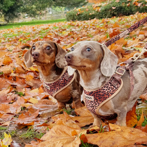 2025 Popular Cute Bowtie with Poop Bag Eco-Friendly Polyester Floral Pattern Pet <strong>Collar</strong> and <strong>Lead</strong> Soft Velvet <strong>Dog</strong> Harness - Product Image 4