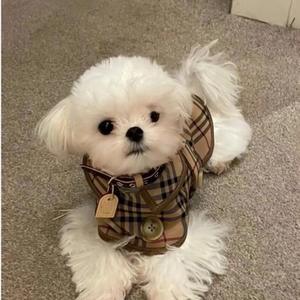 بيع بالجملة الشتاء النمط البريطاني الكلاسيكية منقوشة الكلب الصغير مصمم العلامة التجارية الفاخرة الحيوانات الأليفة الكلب الملابس - Product Image 2