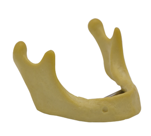 Modelo de mandíbula <span class=keywords><strong>humana</strong></span> para implantes, modelo dental de hueso inferior para práctica de perforación en la escuela de medicina, clase de medicina oral, CE/ISO - Product Image 2