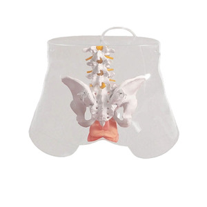 Modello Avanzato Trasparente per Cateterizzazione Urinaria Umana, Modello Didattico per Genitali Maschili - Product Image 3