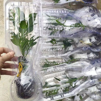Boîtes de transport en plastique avec coquille de protection pour piment en pot et divers semis de légumes pour l'emballage de fleurs et les jardinières