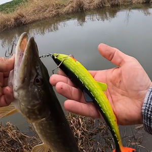 <span class=keywords><strong>Leurre</strong></span> <span class=keywords><strong>souple</strong></span> Selco à queue de pagaie <span class=keywords><strong>pour</strong></span> la pêche au brochet, conception non montée - Product Image 4