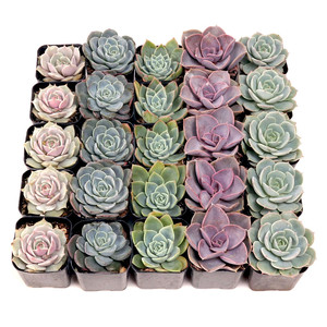 Rosetas de Echeveria al por mayor, plantas suculentas para arreglos de suculentas en macetas de 2 pulgadas - Product Image 5