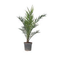 Plantas Artificiales de Plástico para Decoración de Techos y Paredes, Árboles para Hoteles y Hogares