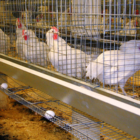 Prix d'usine galvanisé fer treillis métallique poulailler automatique ferme Cage couche poulets soudé en acier forme de trou carré clôture