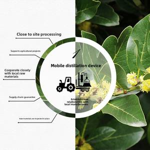 Huile essentielle de <span class=keywords><strong>laurier</strong></span> <span class=keywords><strong>des</strong></span> <span class=keywords><strong>montagnes</strong></span> noires distillée biologique Huile essentielle pure de haute qualité pour les soins de la peau en aromathérapie - Product Image 5