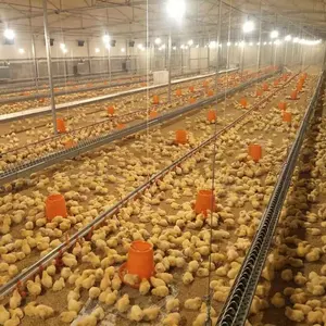 Mesin Sistem Pemeliharaan Peternakan Unggas, Peralatan Jalur Makan Ternak Otomatis Ayam